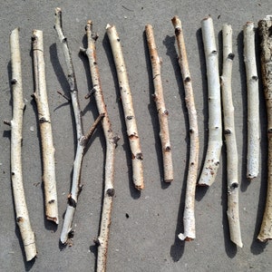 Group of 14 Birch Branches 11-19&quot; for crafting or building