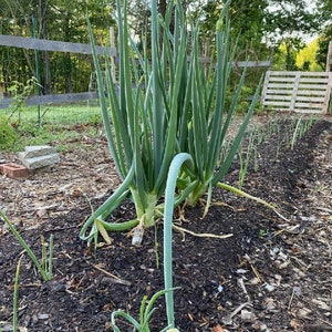 Organic Egyptian Walking Onion Bulbs