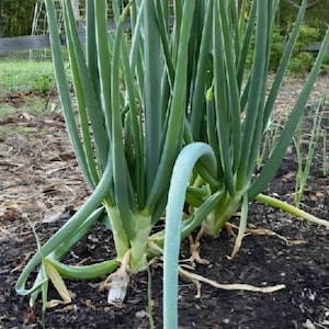 Organic Egyptian Walking Onion Bulbs