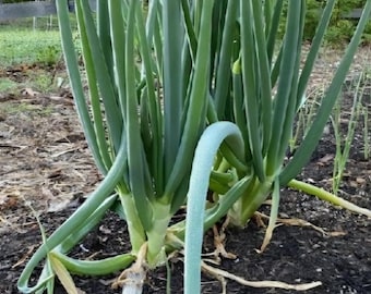 Organic Egyptian Walking Onion Bulbs