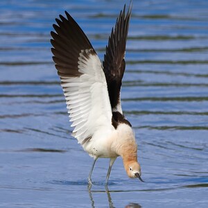 All proceeds donated, American Avocet, Digital Download, bird photography, wildlife nature photo