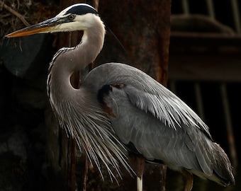 May include: A gray heron with a long, thin neck and a long, pointed beak stands on a rock. The heron's feathers are a mix of gray and white, and its head is black. The heron's legs are long and thin, and its feet are webbed.