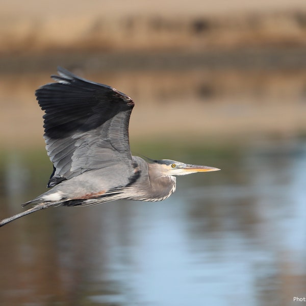 All proceeds donated, Great Blue Heron flying, Digital Download, bird photography, wildlife nature photo