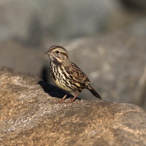 All proceeds donated, Sparrow, Digital Download, bird photography, wildlife nature photo