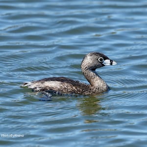 All proceeds donated, Pied-billed Grebe, Digital Download, bird photography, wildlife nature photo