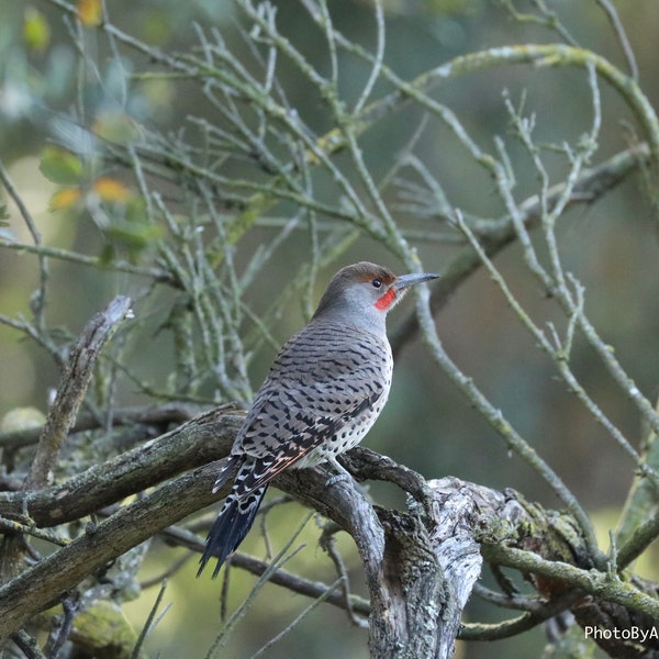 All proceeds donated, Northern Flicker, Digital Download, bird photography, wildlife nature photo