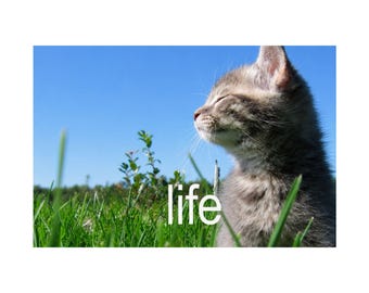 MEOW LIFE POSTER