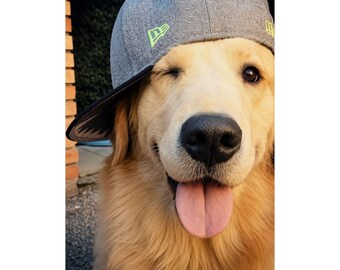 Golden Retriever Dog Poster, Wearing Baseball Cap, Winking Tongue Out