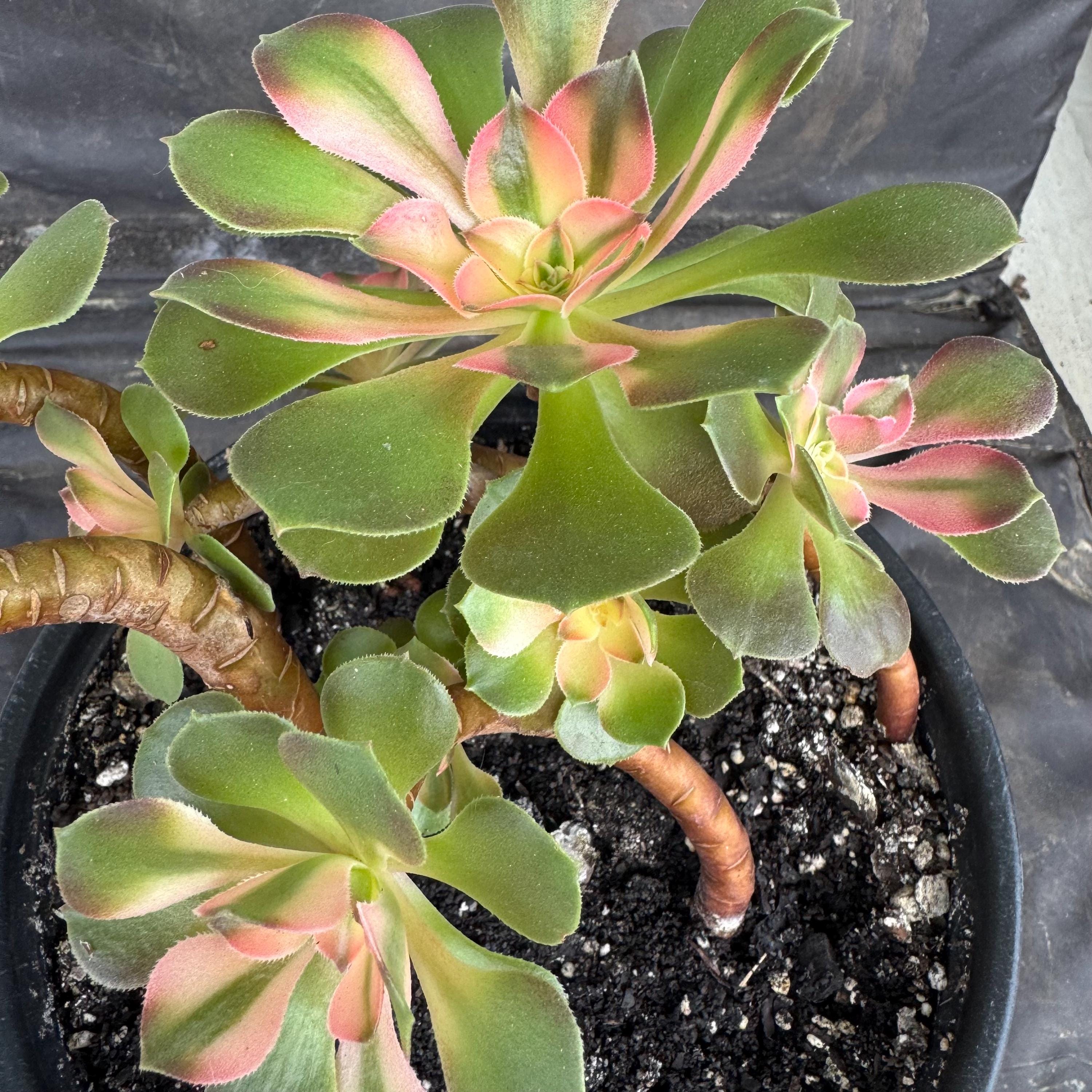 Aeonium Princess - Etsy