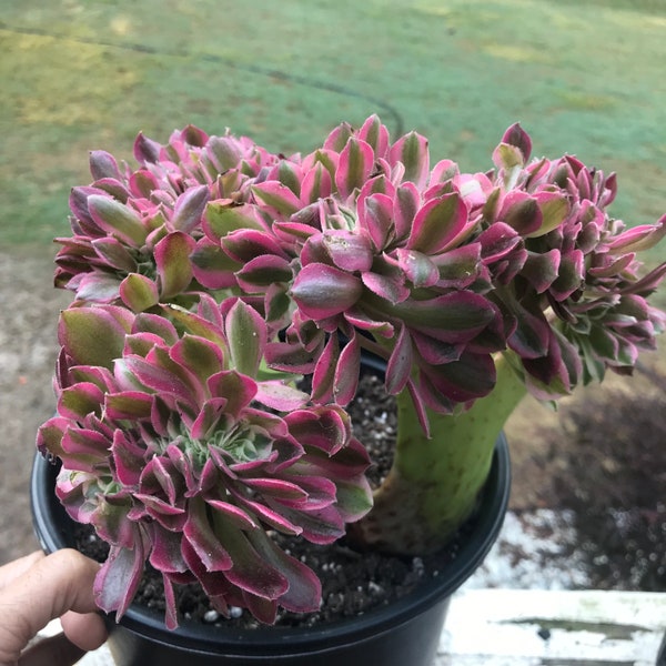 Crested Aeonium Pink Witch. Crested rare succulent. Mother's day gift