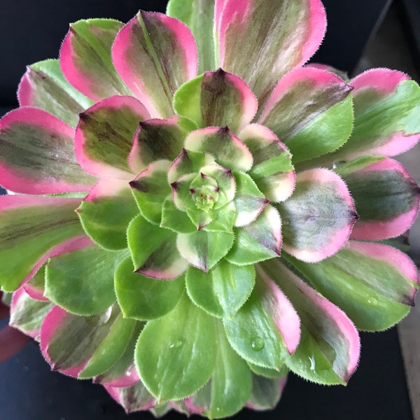 Mother's day gift.  Aeonium Firefly Variegated aeoniums