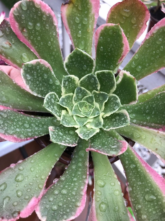 Aeonium River Stone . Rare Aeonium - Etsy