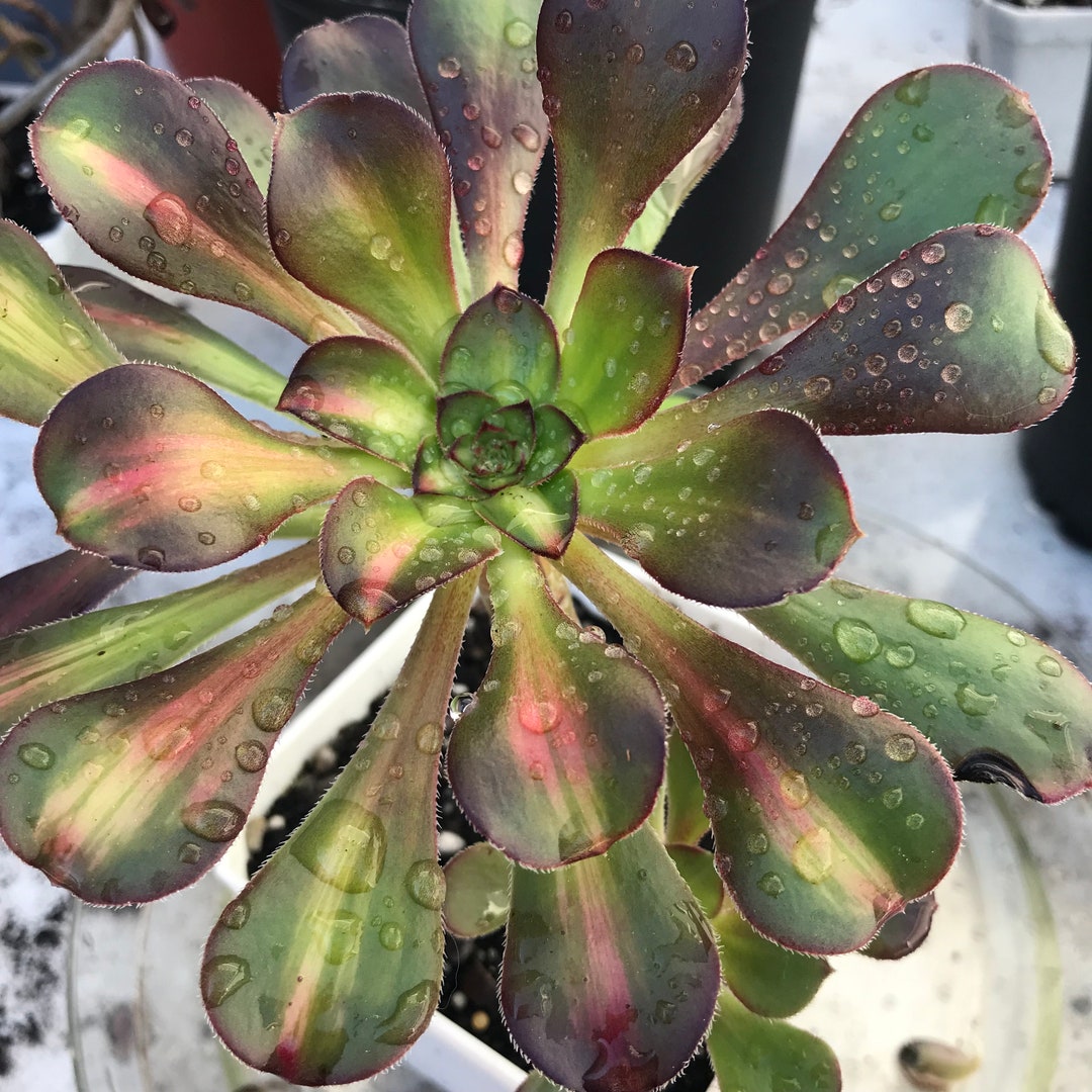 Variegated Rare Succulents. Aeonium Sunset Glow With a Baby. - Etsy