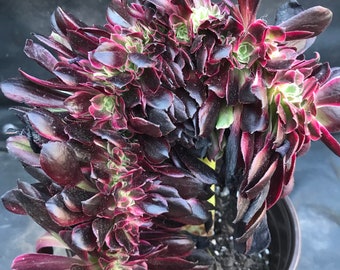 Crested Aeonium Medusa. Crested rare succulent. Mother's day gift