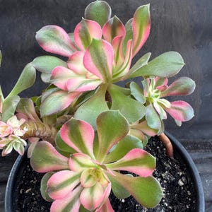 Aeonium Princess - Etsy