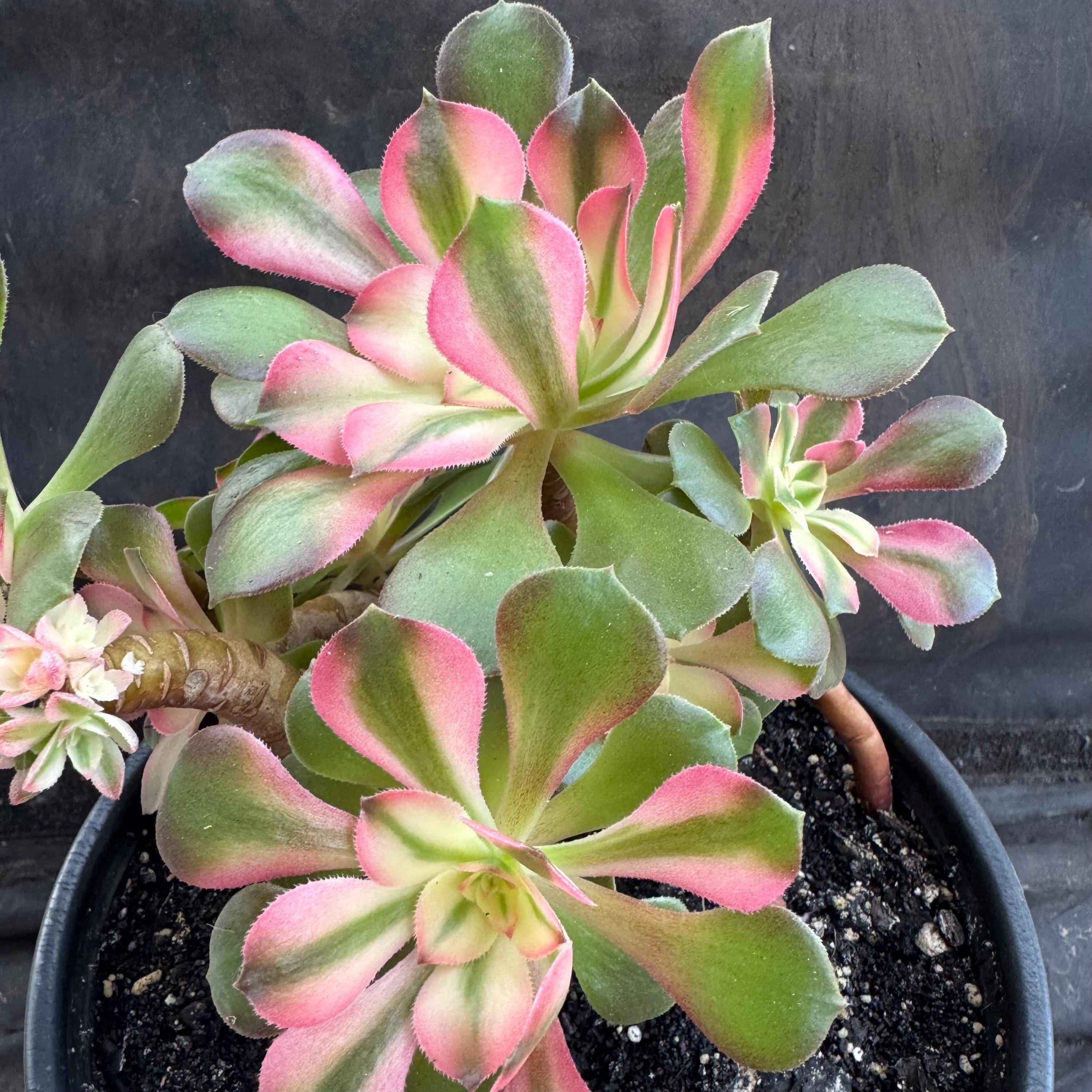 aeonium☆Princess 🌸 Meet the Stunning Aeonium Princess! 🌵 This vibrant succulent