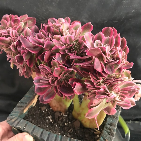 Crested Aeonium Pink Witch. Crested rare succulent. Mother's day gift