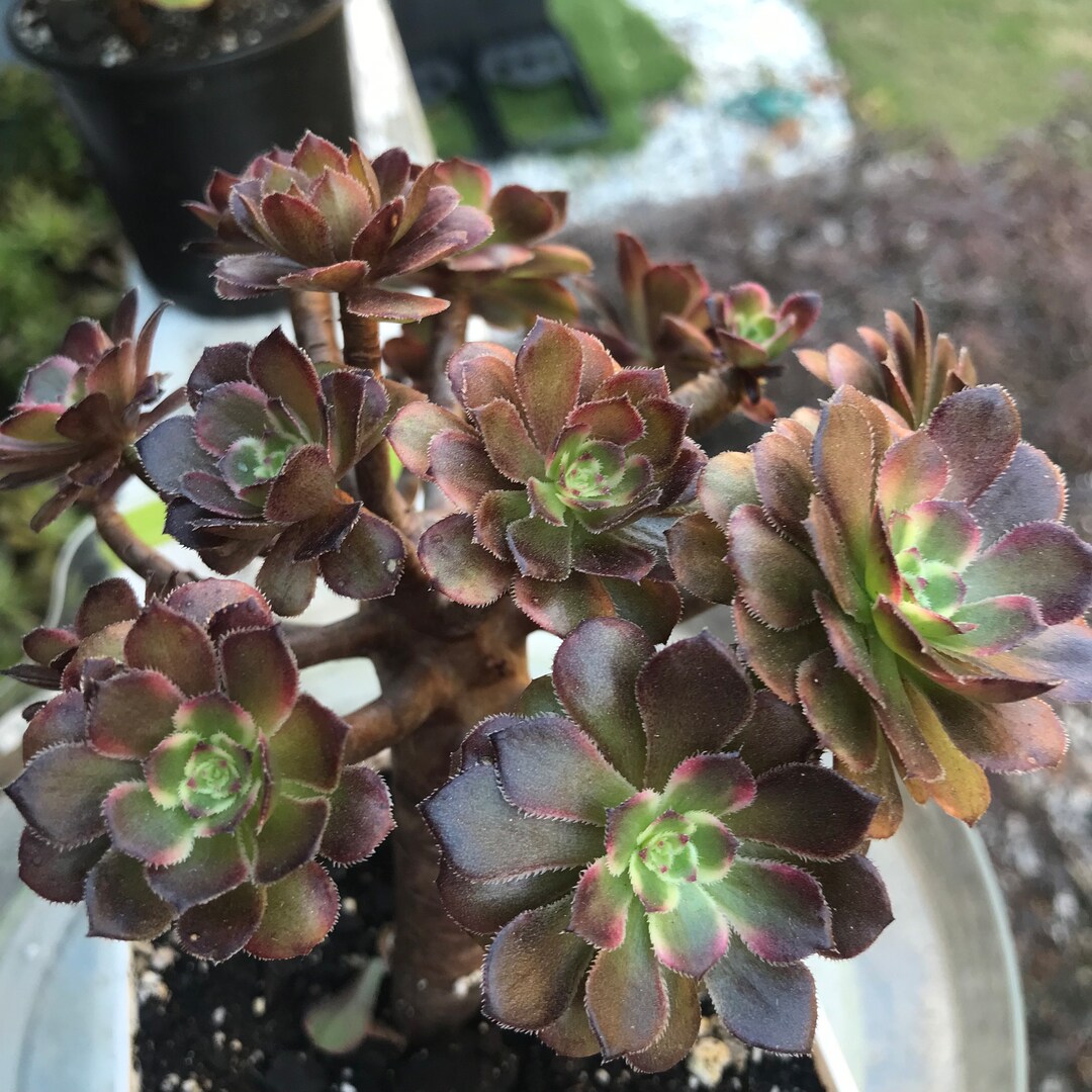 Variegated Rare Succulent. Aeonium Red King Kong Cluster. - Etsy