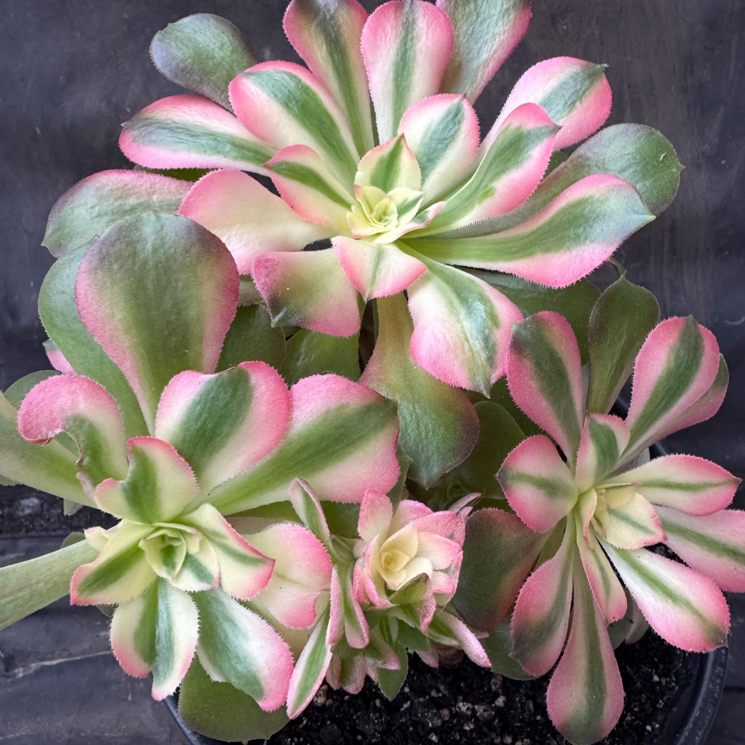 Aeonium Princess - Etsy