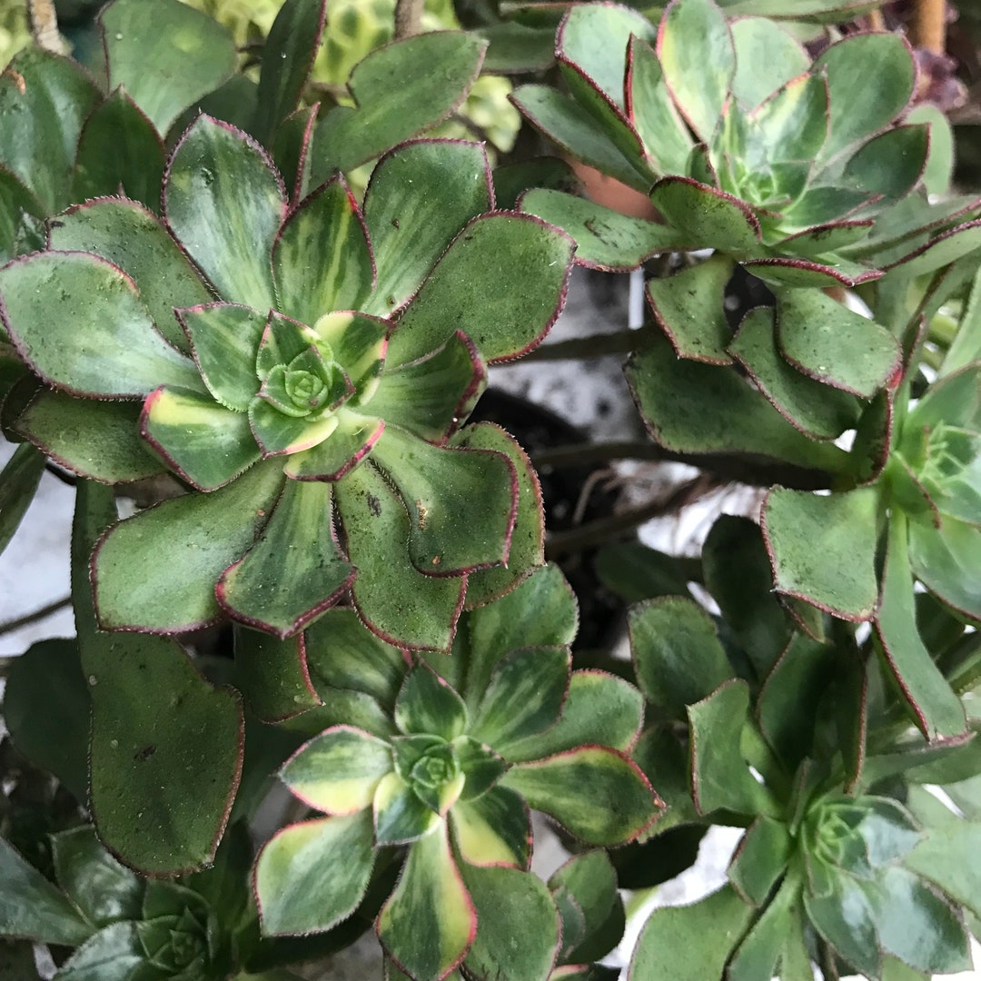 Rare Succulent. Variegated Aeonium Butyerfly. Fully Rooted Plant ...