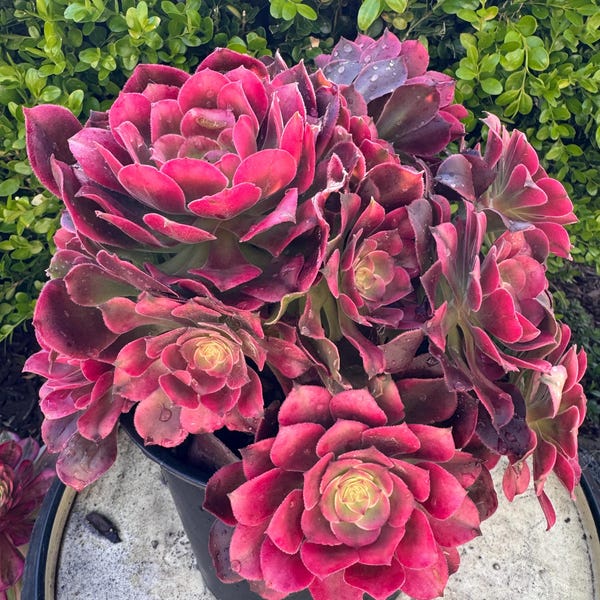 Aeonium Perfume Concubine cluster : Rare Variegated Succulent Cluster