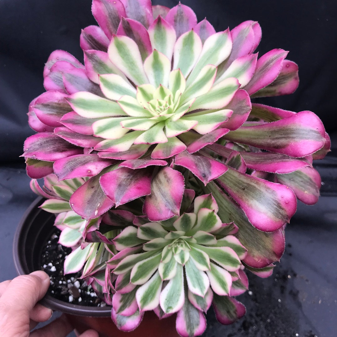Variegated Rare Succulent. Rare Aeonium. Aeonium Pink Zwartkop Cluster