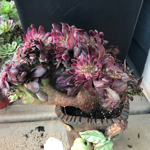 Crested Aeonium Hongyan. Crested rare succulent. Mother's day gift