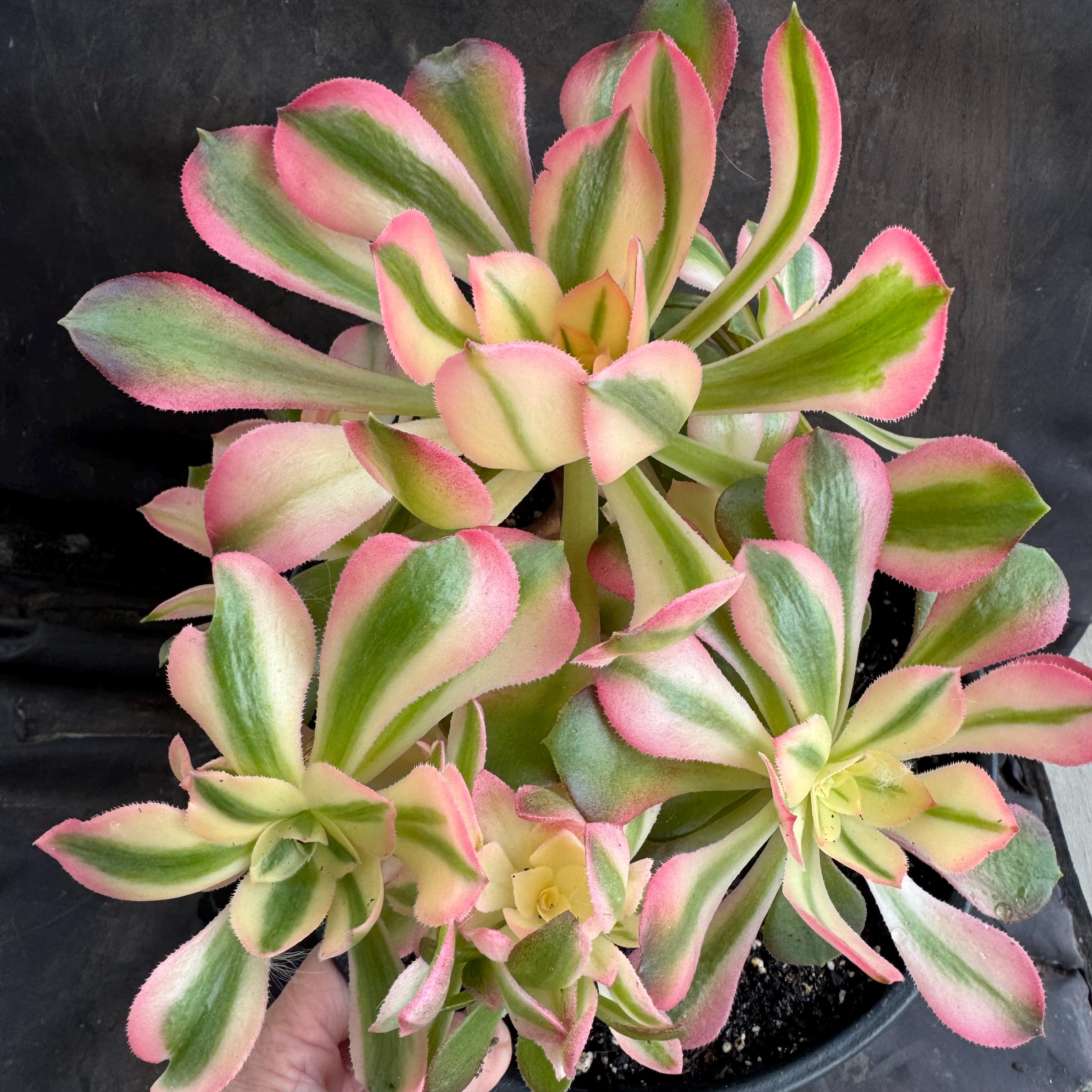 aeonium☆Princess様 Aeonium Princess - Etsy