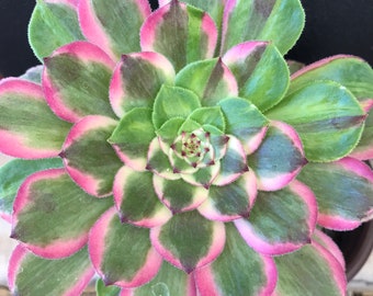 Mother's day gift.  Aeonium Firefly Variegated aeoniums