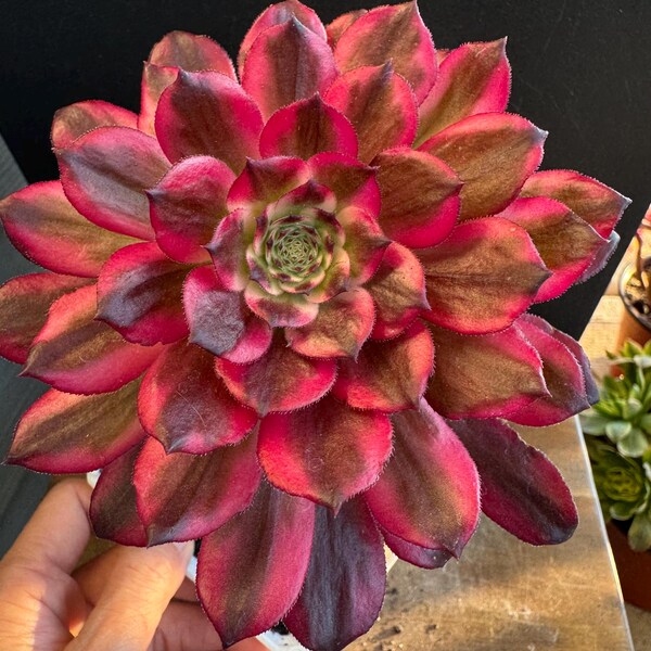 Aeonium Meiji. Suculentas raras. Aeonium abigarrado. Regalo para amantes de las plantas.