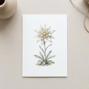 May include: Watercolor illustration of an edelweiss flower on a white card. The flower has white petals and a yellow center, with green leaves and stem. The card is on a neutral background.