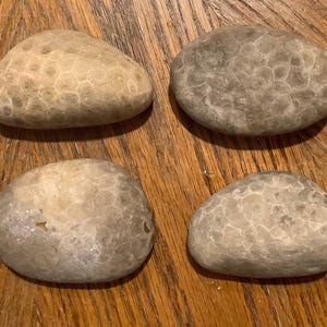 PSPS2 Petoskey Stones Premium, unpolished naturally tumbled, 2 3/4” - 3”, 4.7 oz. - 5.6 oz. Great Lakes Fossils, Ancient Coral, Collectibles