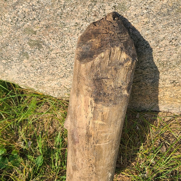 Beaver chewed aspen.