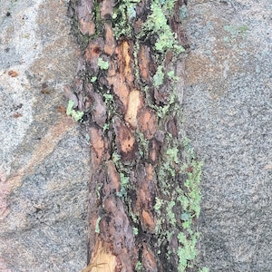 May include: A piece of weathered wood with green lichen growing on it, resting on a large gray rock.