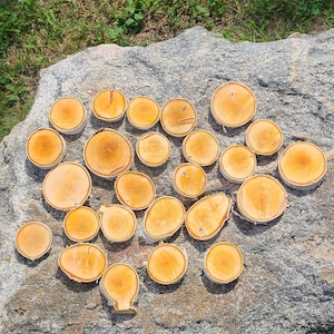 Birch slices