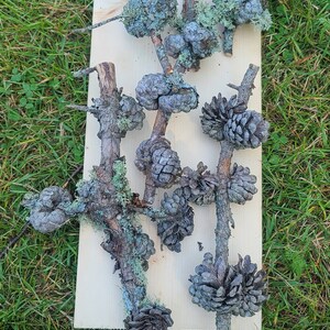 May include: A collection of pine cones and branches with lichen, arranged on a wooden board. The pine cones are a light blue-gray color and the lichen is a light green color.