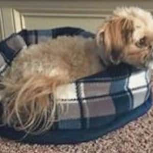 May include: A blue and gray plaid dog bed with a small, light brown dog lying inside.