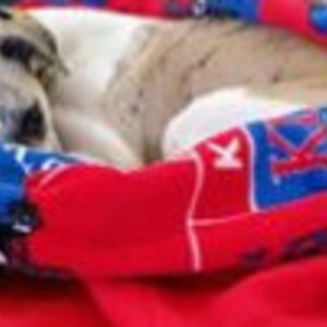 May include: A small dog curled up in a red and blue pet bed. The bed has a red interior and a blue rim with the letters "KU" printed on it. The dog has a mix of white, brown, and gray fur.