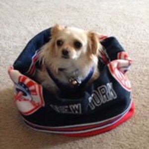 May include: A small, white and tan chihuahua dog wearing a blue collar with a bell is sitting in a blue and red fleece dog bed with the words "New York" printed on it.