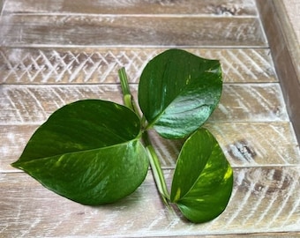 Golden Pothos (Epipremnum aureum)