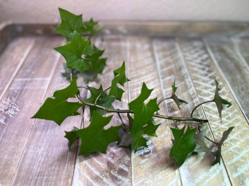 German Ivy Delairea odorata image 1