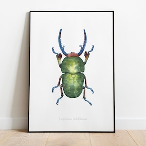 Illustration scarabée à l'aquarelle