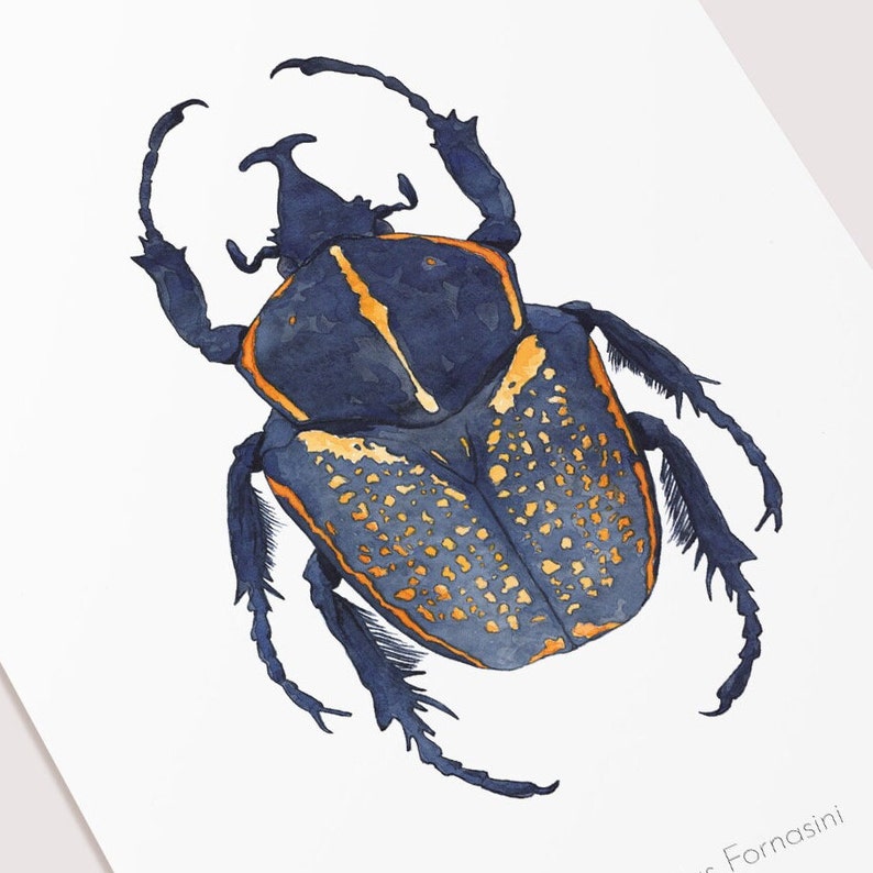 Watercolor illustration of an African beetle image 2