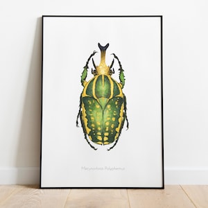 Kever illustratie in aquarel