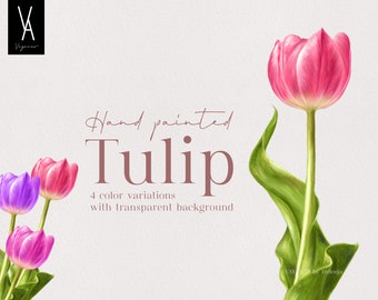 Hand painted Tulip - flower - clipart - stationary - decoration