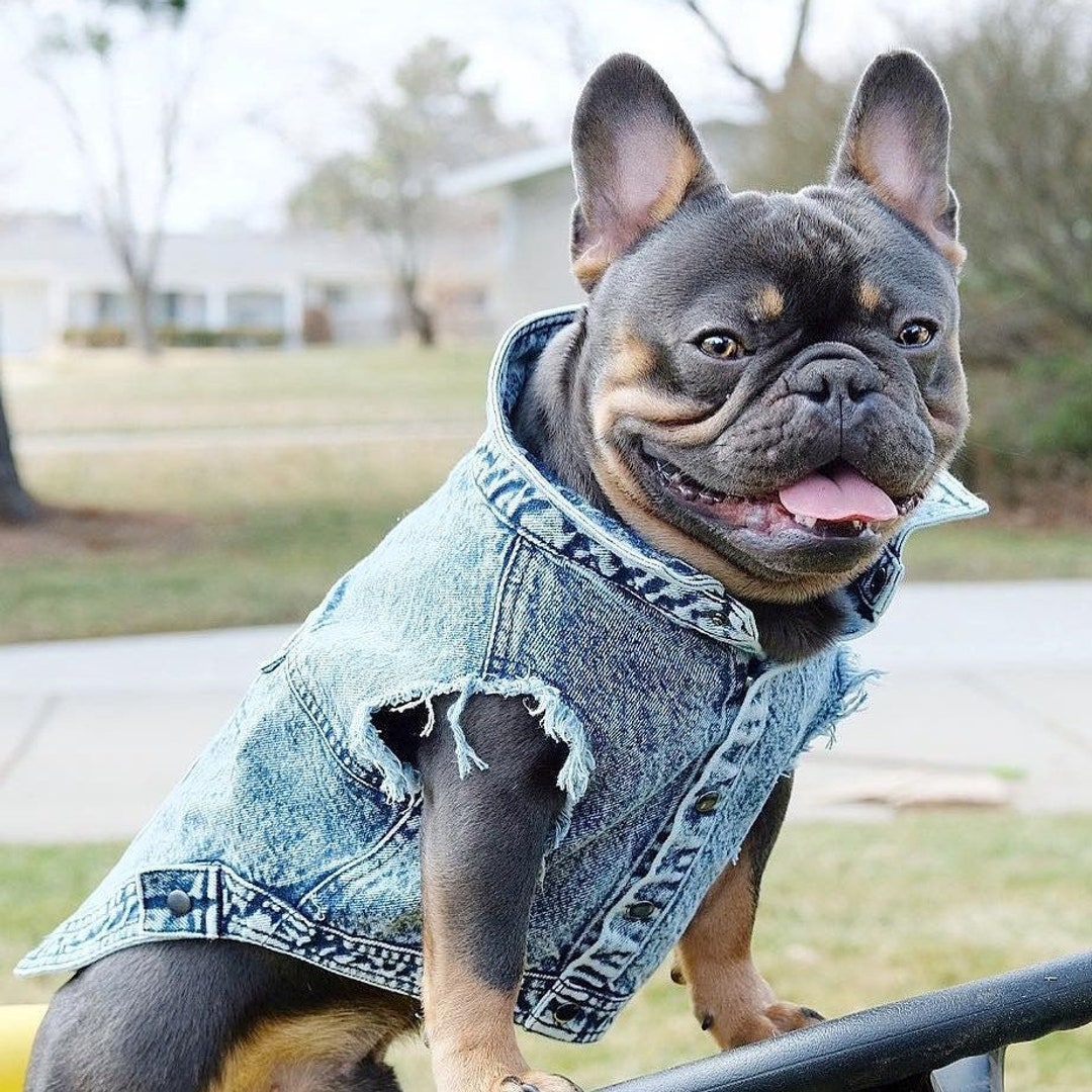 Dog Denim Jacket Dog Jacket Dog Denim Fashion Pet Dog Vest Dog Etsy