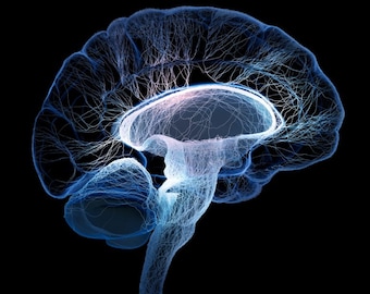 Puede incluir: Una representación 3D detallada de un cerebro humano, con un esquema de colores azul y blanco, que muestra la intrincada red de nervios y conexiones.