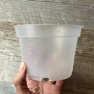 5&quot; translucent round azalea pot, medium clear orchid pot, short pot for tropical plants, aroid pot, clear round nursery pot for small plants