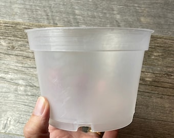 5" translucent round azalea pot, medium clear orchid pot, short pot for tropical plants, aroid pot, clear round nursery pot for small plants