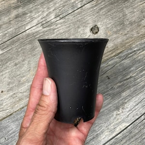 May include: A black plastic plant pot with a slightly flared rim and drainage holes. The pot has a textured surface and appears to be used.